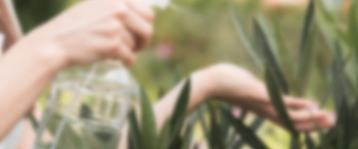 Aliquam rutrum et ante nec viverra. Sed commodo