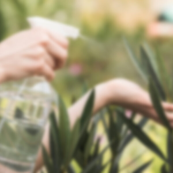 Aliquam rutrum et ante nec viverra. Sed commodo